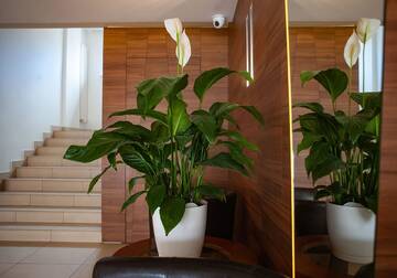 Фотографии Отель Hotel Livia г. Воломин (Польша) №3 Фото Отель Hotel Livia г. Воломин 3